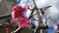 [風景][季節]梅の花が満開です