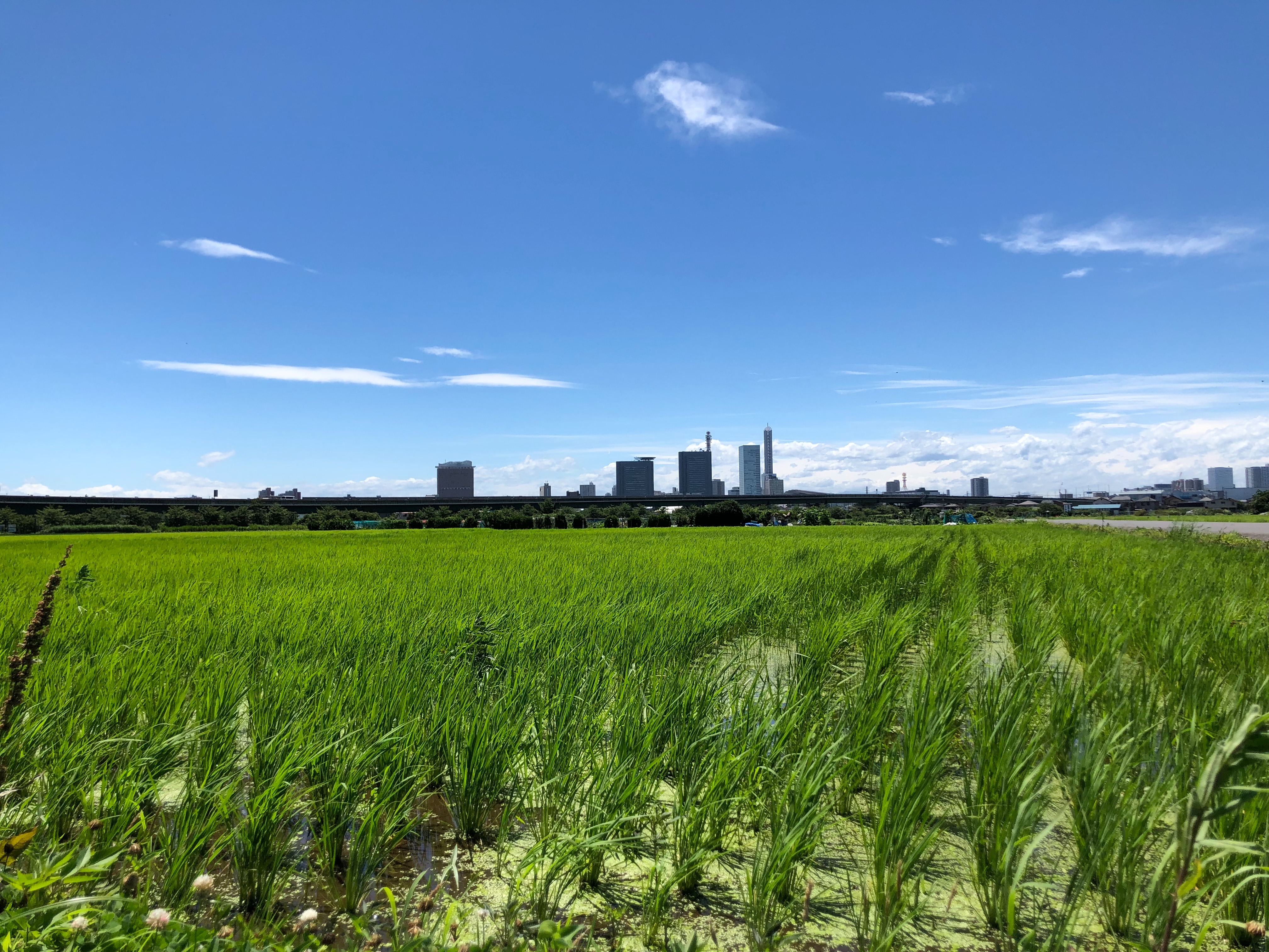 f:id:yutanty:20180629184105j:plain f:id:yutanty:20180629184105j:plain