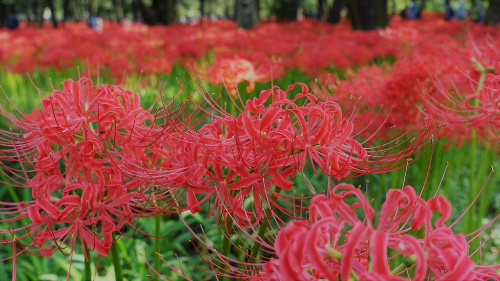 f:id:yutanty:20190930095934j:plain f:id:yutanty:20190930095934j:plain