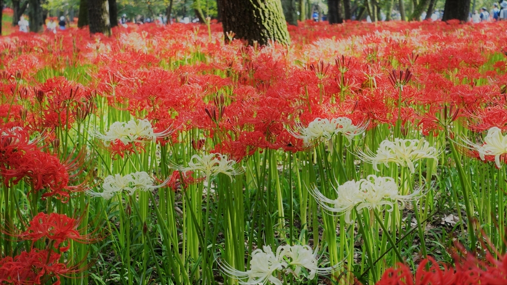 f:id:yutanty:20190930102218j:plain f:id:yutanty:20190930102218j:plain