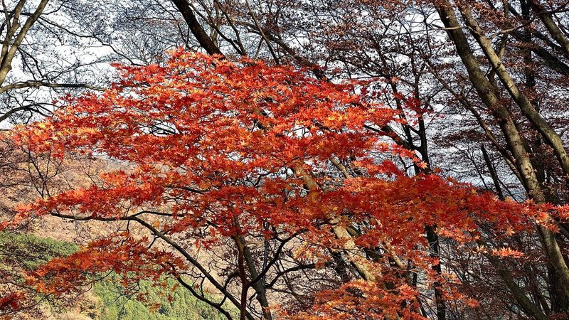 霧降の滝の紅葉