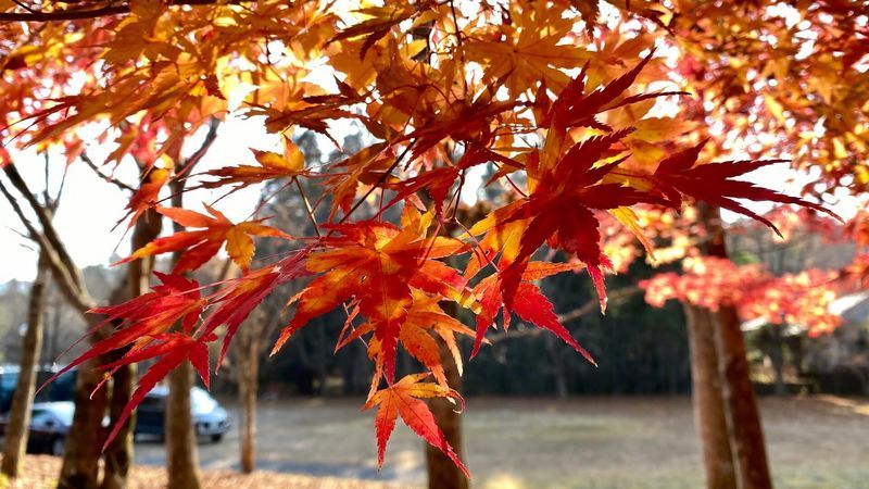 日光木彫りの里工芸センター 敷地内の紅葉