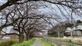 [季節]地元の桜並木 開花しました