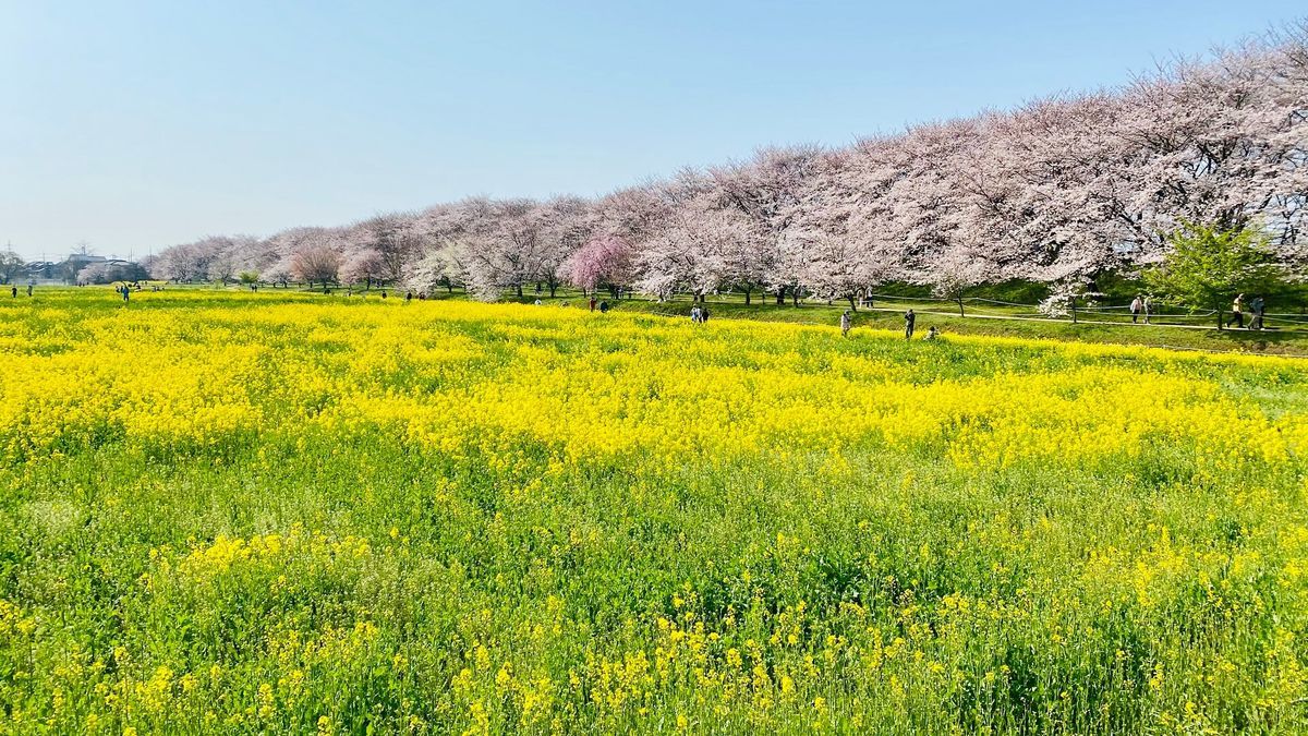 権現堂桜堤の桜