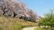 権現堂桜堤の桜