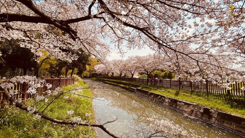 さいたま緑トラスト1号地の桜