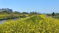 [季節][花]芝川堤に咲く菜の花