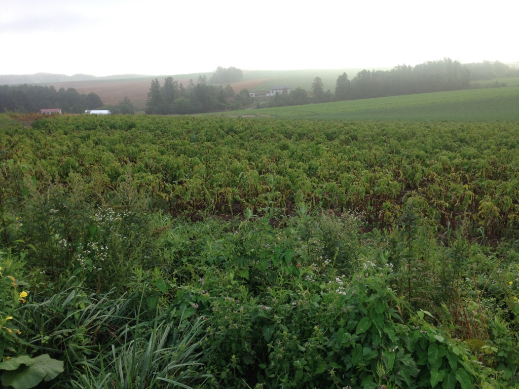 f:id:yutastation:20150817102319j:plain