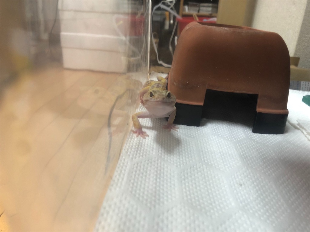 f:id:yuto18m:20190408171831j:image f:id:yuto18m:20190408171831j:image