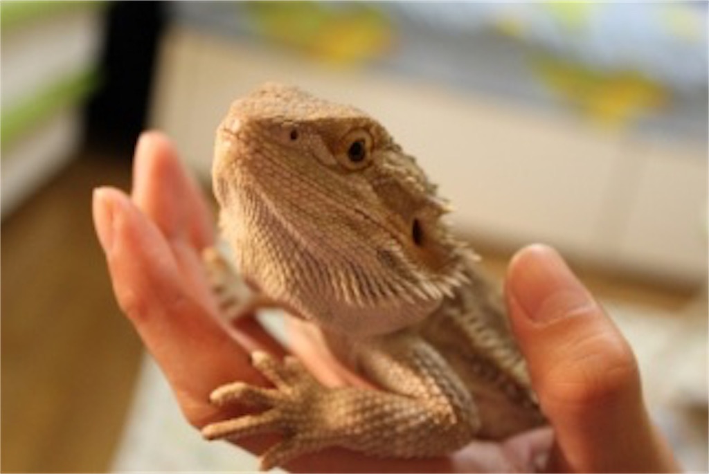 f:id:yuto18m:20190423201135j:image f:id:yuto18m:20190423201135j:image