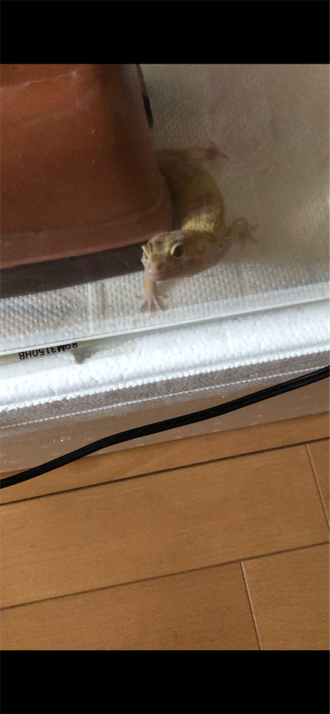 f:id:yuto18m:20190508142810p:image f:id:yuto18m:20190508142810p:image