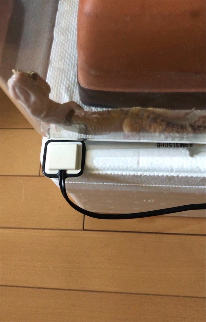 f:id:yuto18m:20190508143401j:image f:id:yuto18m:20190508143401j:image