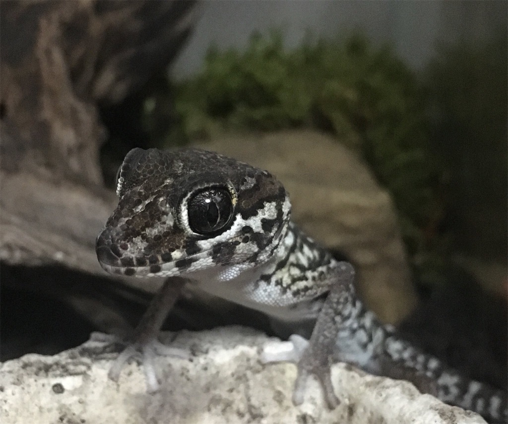 f:id:yuto18m:20190519153751j:image f:id:yuto18m:20190519153751j:image