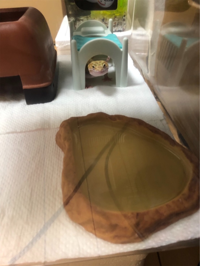 f:id:yuto18m:20190521133741j:image f:id:yuto18m:20190521133741j:image