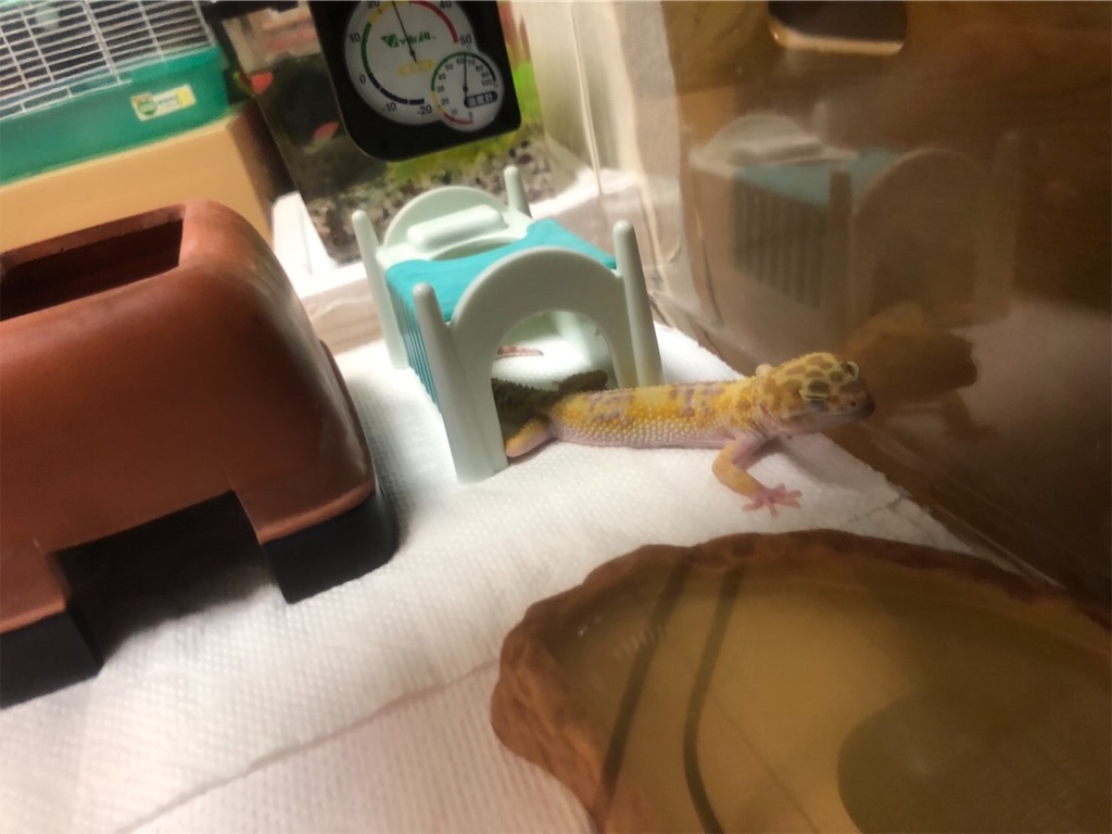 f:id:yuto18m:20190521164004j:image f:id:yuto18m:20190521164004j:image