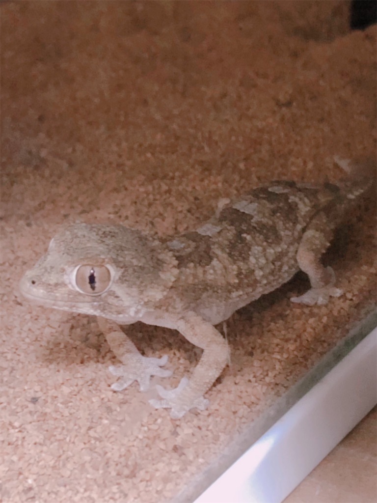 f:id:yuto18m:20190603184655j:image f:id:yuto18m:20190603184655j:image