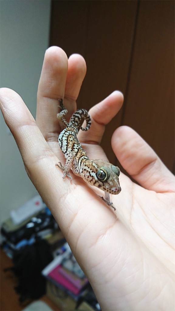 f:id:yuto18m:20190603190046j:image f:id:yuto18m:20190603190046j:image
