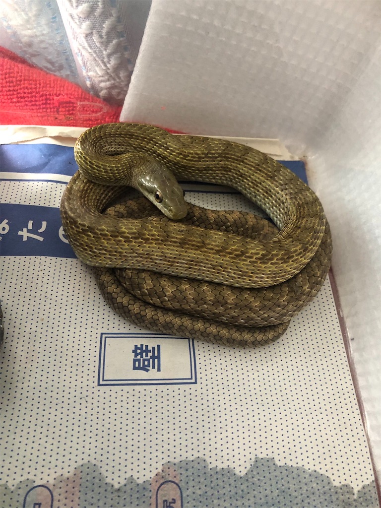 f:id:yuto18m:20190626144623j:image f:id:yuto18m:20190626144623j:image
