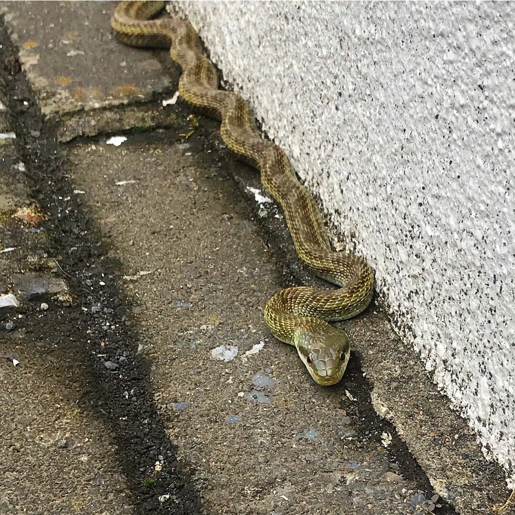 f:id:yuto18m:20190626152056j:image f:id:yuto18m:20190626152056j:image