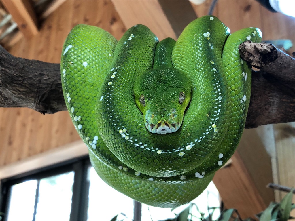 f:id:yuto18m:20190708171640j:image f:id:yuto18m:20190708171640j:image