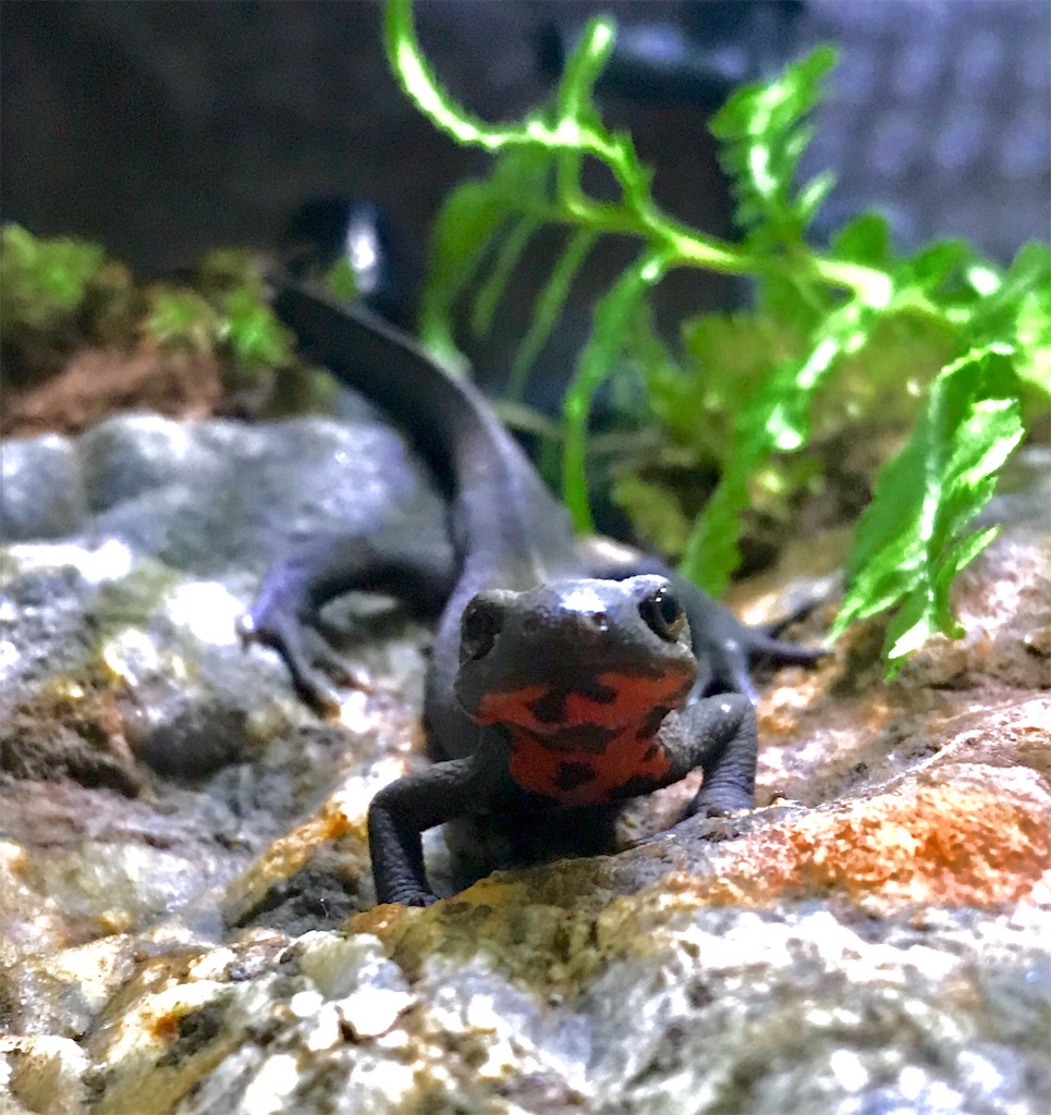 f:id:yuto18m:20190722231002j:image f:id:yuto18m:20190722231002j:image