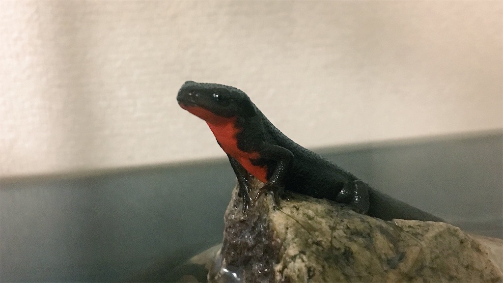 f:id:yuto18m:20190731153107j:image f:id:yuto18m:20190731153107j:image