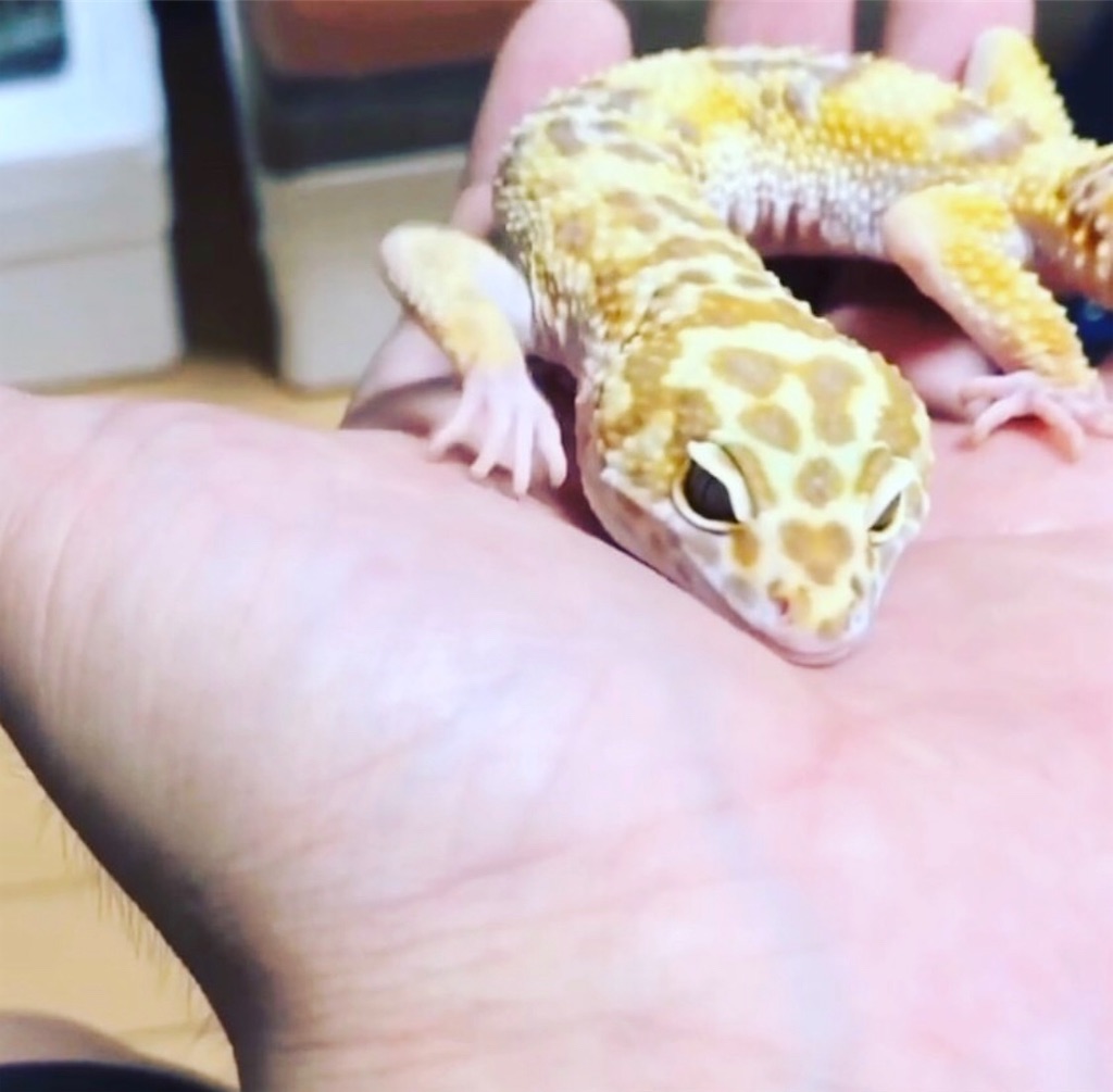f:id:yuto18m:20190822175502j:image f:id:yuto18m:20190822175502j:image