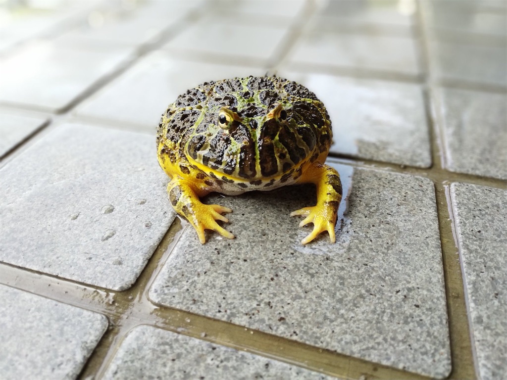 f:id:yuto18m:20190826141020j:image f:id:yuto18m:20190826141020j:image