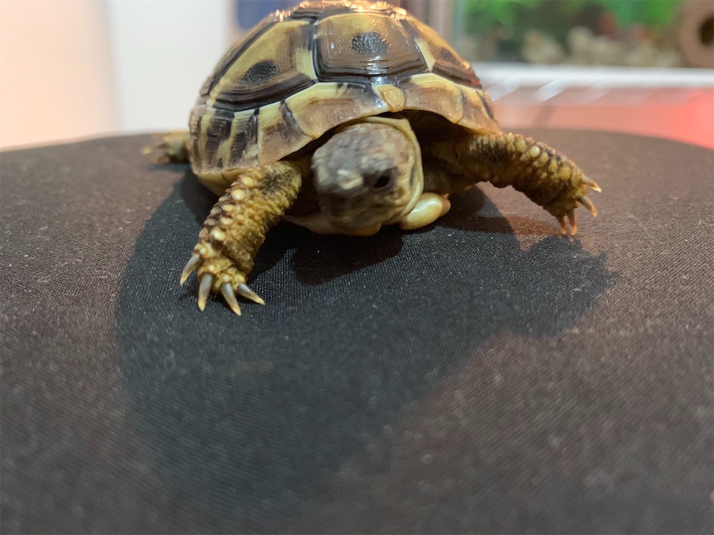 f:id:yuto18m:20190827200444j:image f:id:yuto18m:20190827200444j:image