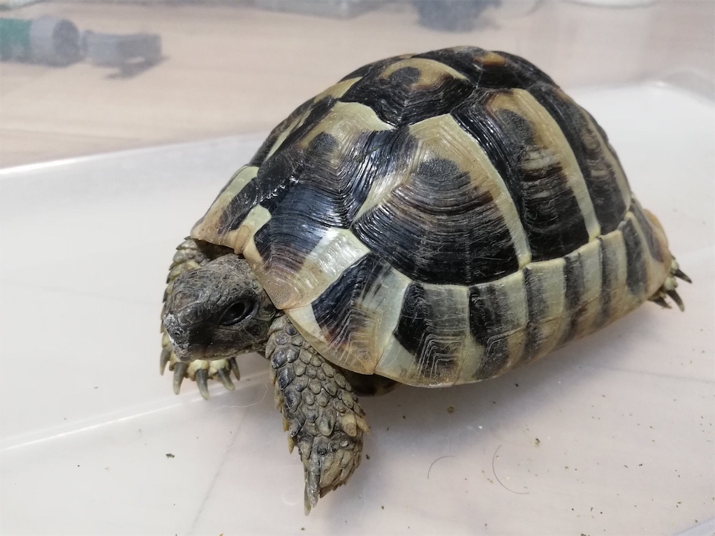 f:id:yuto18m:20190827202856j:image f:id:yuto18m:20190827202856j:image