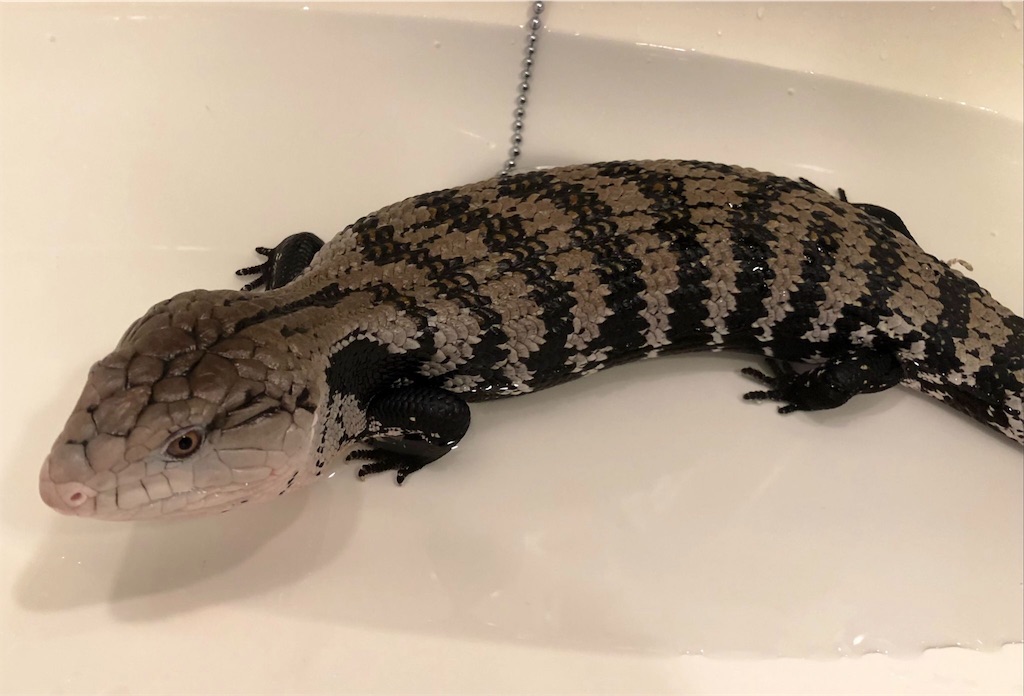 f:id:yuto18m:20190831192157j:image f:id:yuto18m:20190831192157j:image