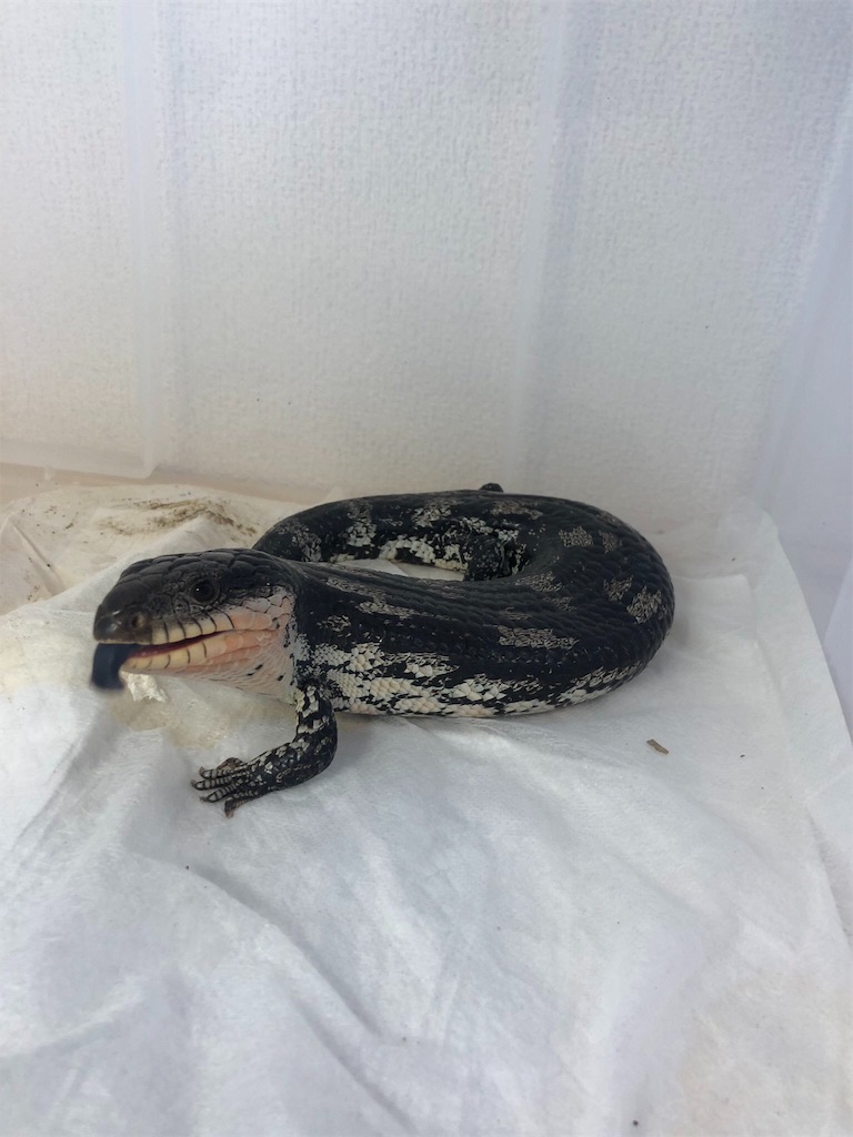 f:id:yuto18m:20190831194414j:image f:id:yuto18m:20190831194414j:image
