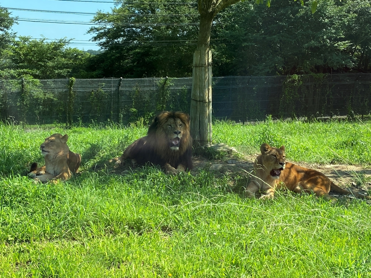 f:id:yuto9920:20200806232813j:plain f:id:yuto9920:20200806232813j:plain