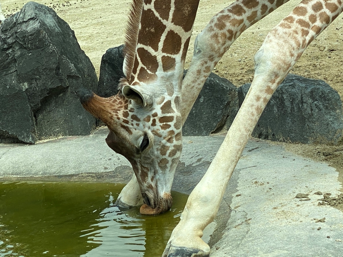 f:id:yuto9920:20200806233233j:plain f:id:yuto9920:20200806233233j:plain