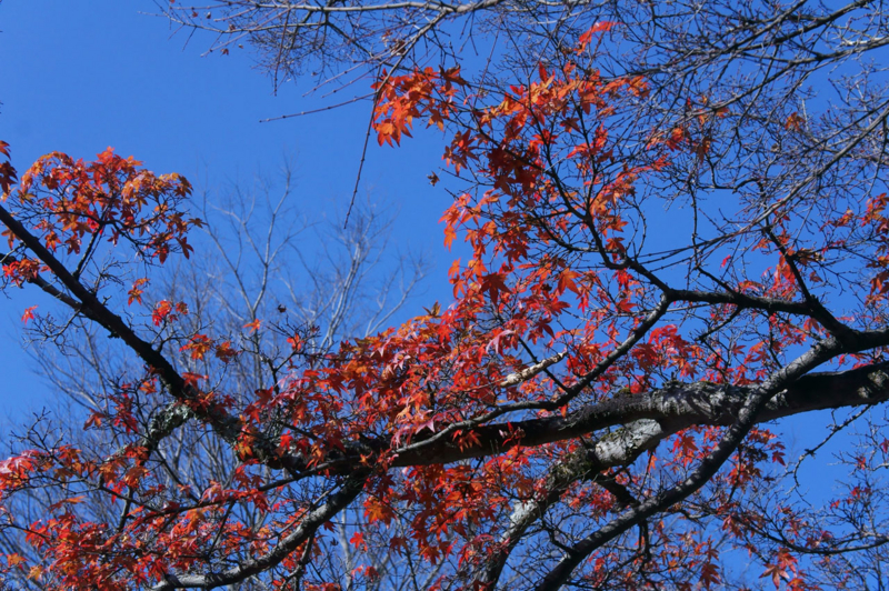 f:id:yutonyan:20121221083550j:image