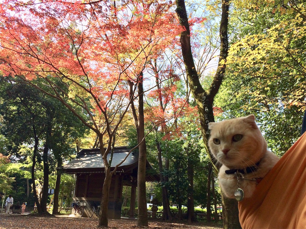 f:id:yutosuna:20181111125926j:image