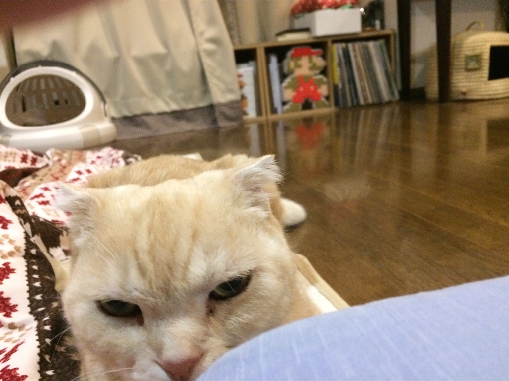 f:id:yutosuna:20191111070220j:image