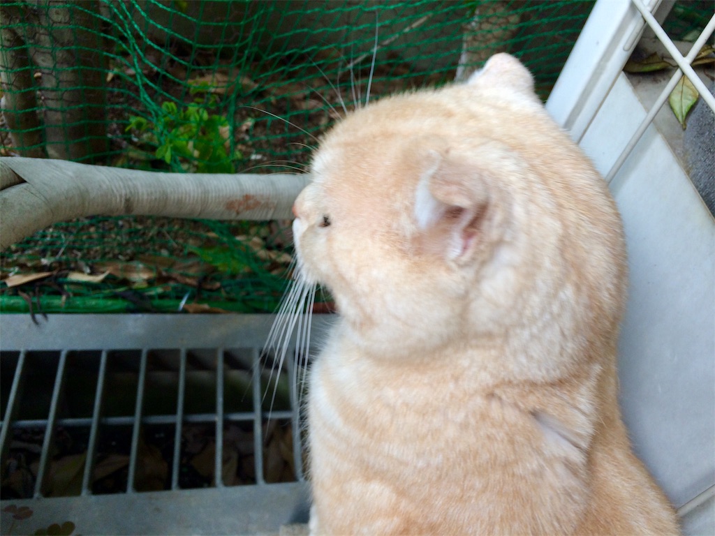 f:id:yutosuna:20200416070520j:image