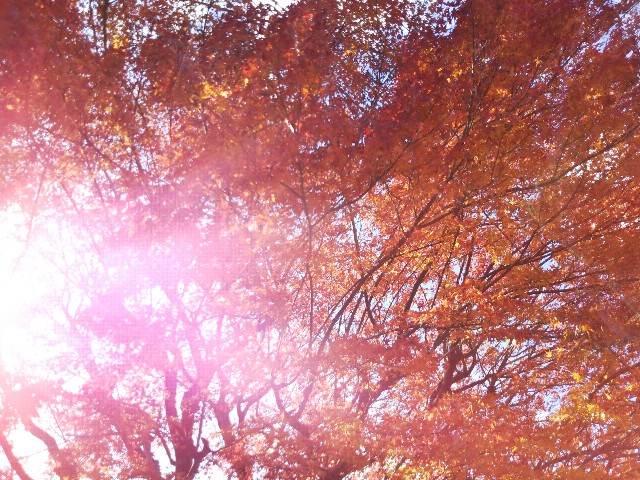 f:id:yutsuki22:20191117212727j:image f:id:yutsuki22:20191117212727j:image