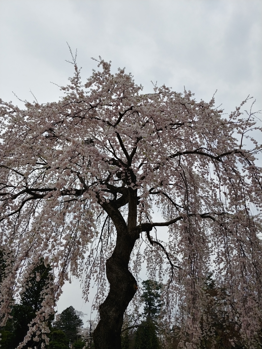 f:id:yuttan2679:20190426211548j:plain