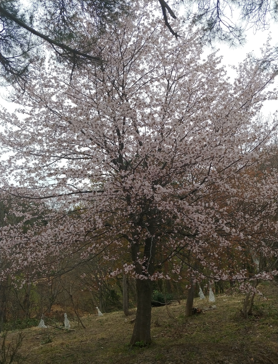f:id:yuttan2679:20190430183056j:plain
