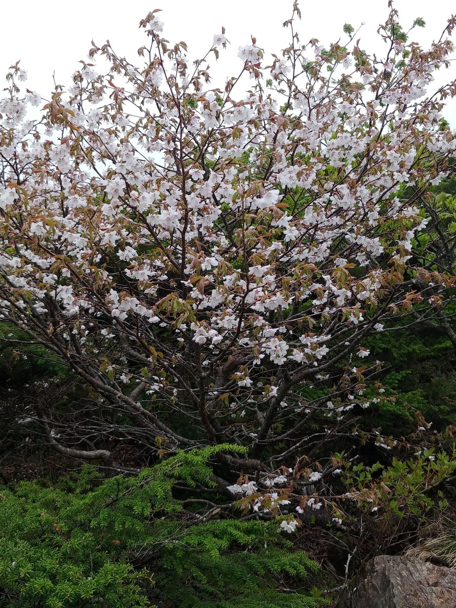 f:id:yuttan2679:20190619232948j:plain