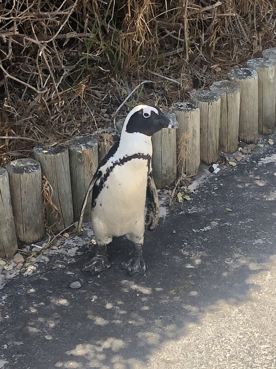 南アフリカ ケープタウン旅行記 5日目 ペンギンコロニー キャンプスベイのサンセットビーチ ラバライフ