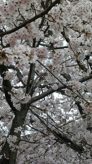 f:id:yuu-chan3:20160403144416j:image f:id:yuu-chan3:20160403144416j:image