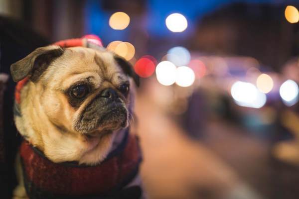 【フェードイン・デモ】夜景と犬
