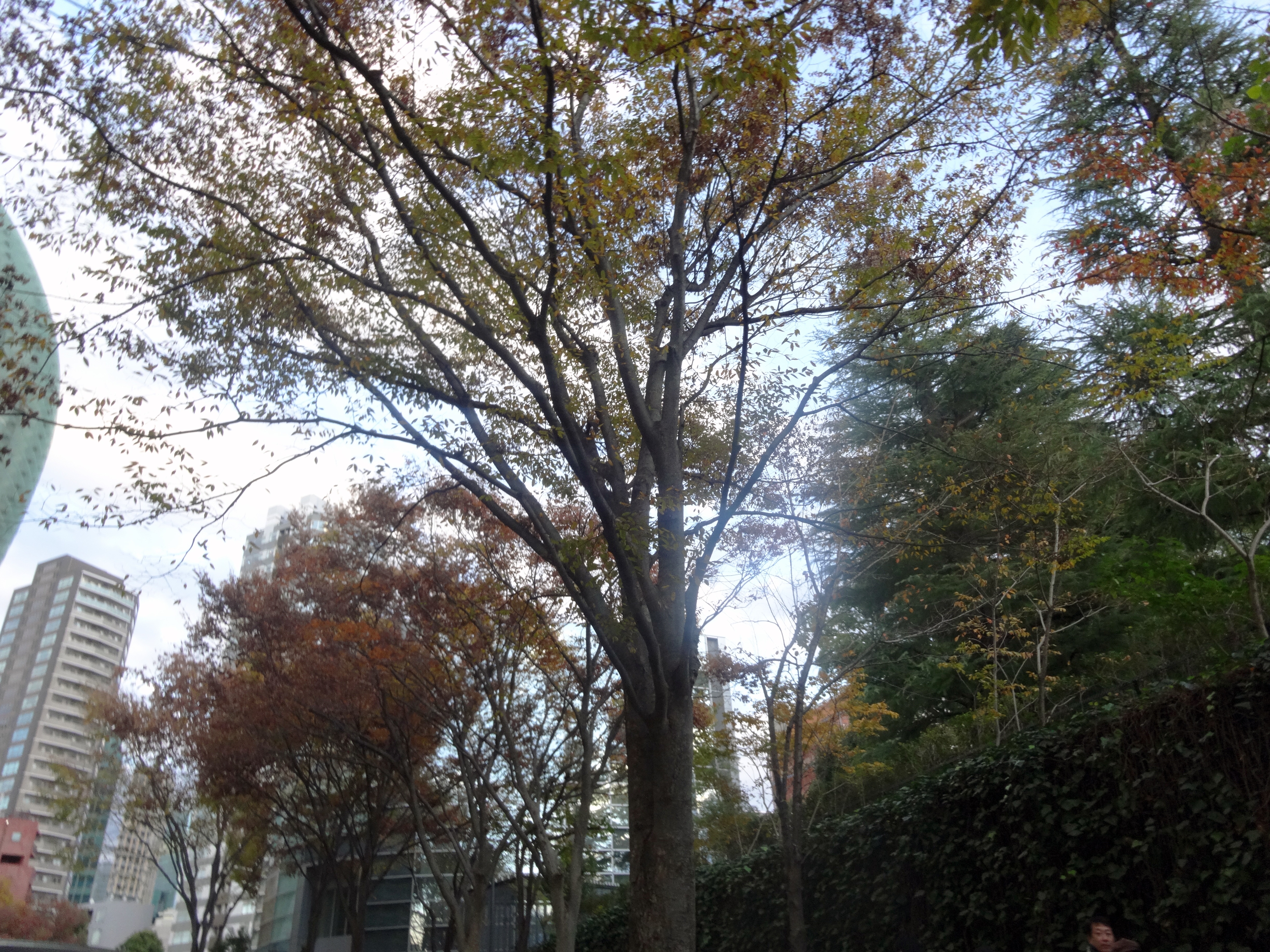 f:id:yuudora:20181129194720j:image f:id:yuudora:20181129194720j:image