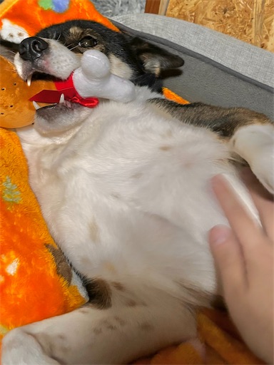 f:id:yuui_5012:20241116225958j:image