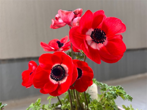 f:id:yuui_5012:20250407144935j:image