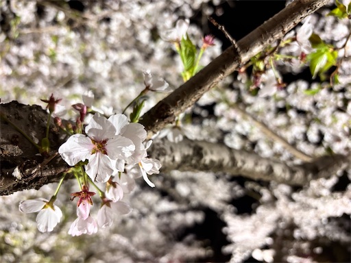 f:id:yuui_5012:20250407152139j:image