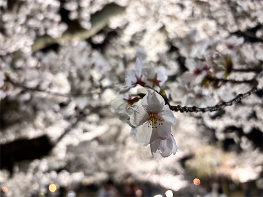 f:id:yuui_5012:20250407152325j:image